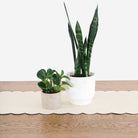 Blanc Scallop (on sale)@Up close of Blanc Scallop Table Runner on table